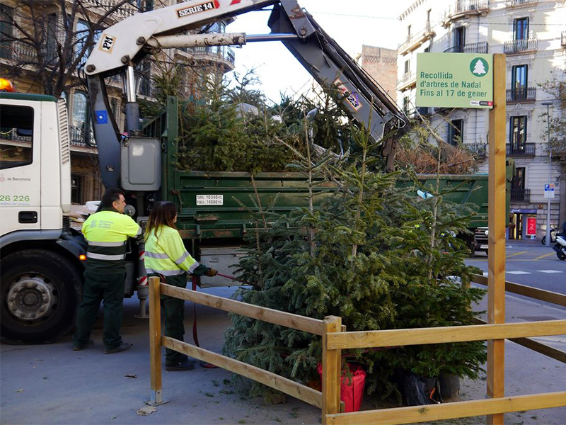 El Ayuntamiento instala 226 puntos de recogida de árboles en los diez distritos de la ciudad