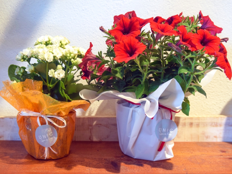 ¡Los Encants de Sant Antoni regalamos 10 plantas cada día! Participa en el 'rasca y gana digital'